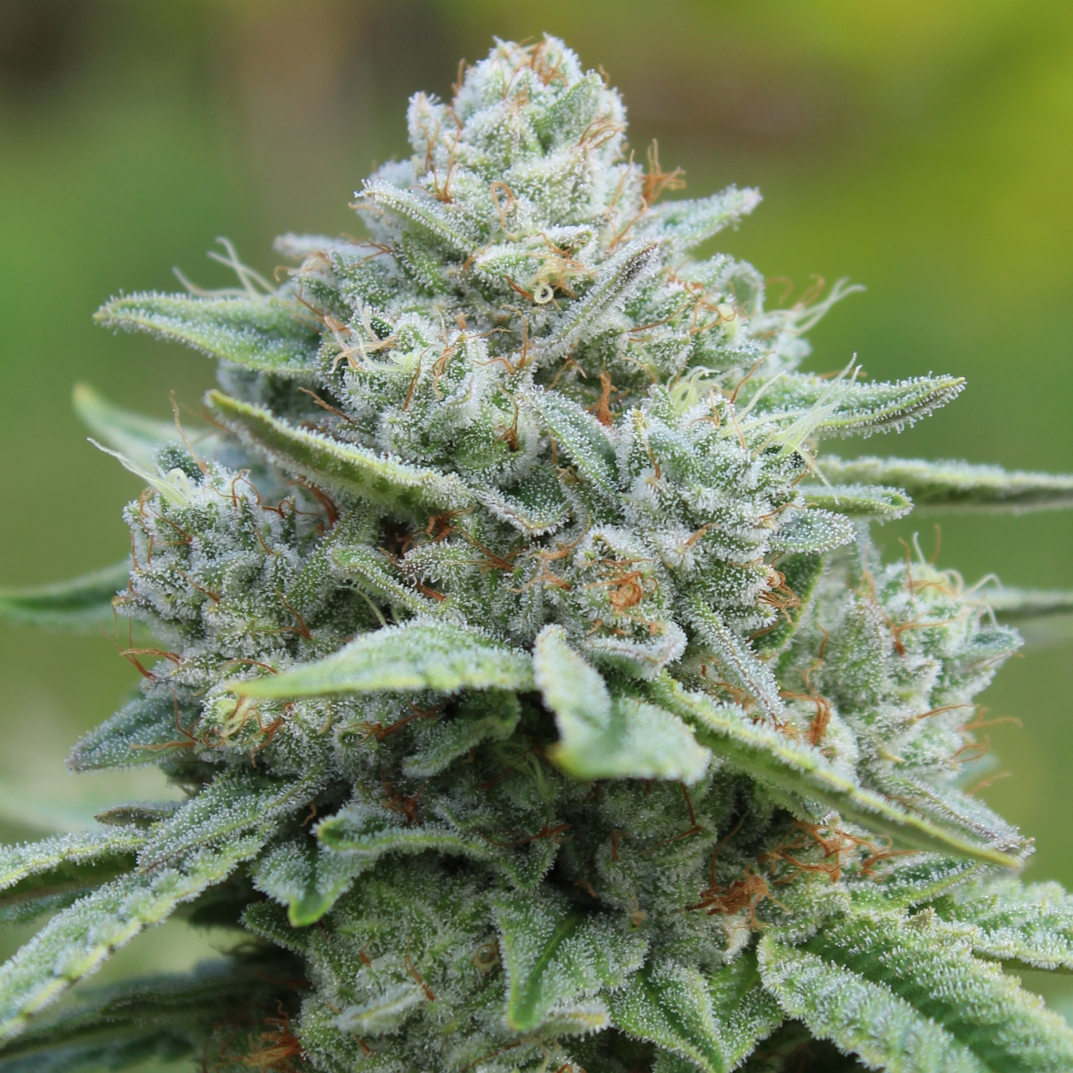 Gorilla Glue #4 unrooted cuttings cannabis strain by Annunaki Genetics