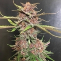 Black Cherry Soda Bx2 cannabis strain