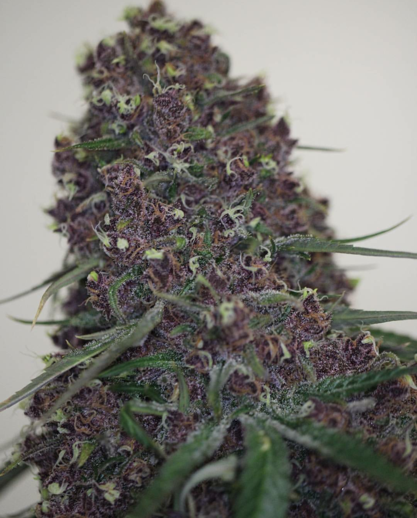 Cherry Sprite | Annunaki Genetics cannabis strain by Annunaki Genetics