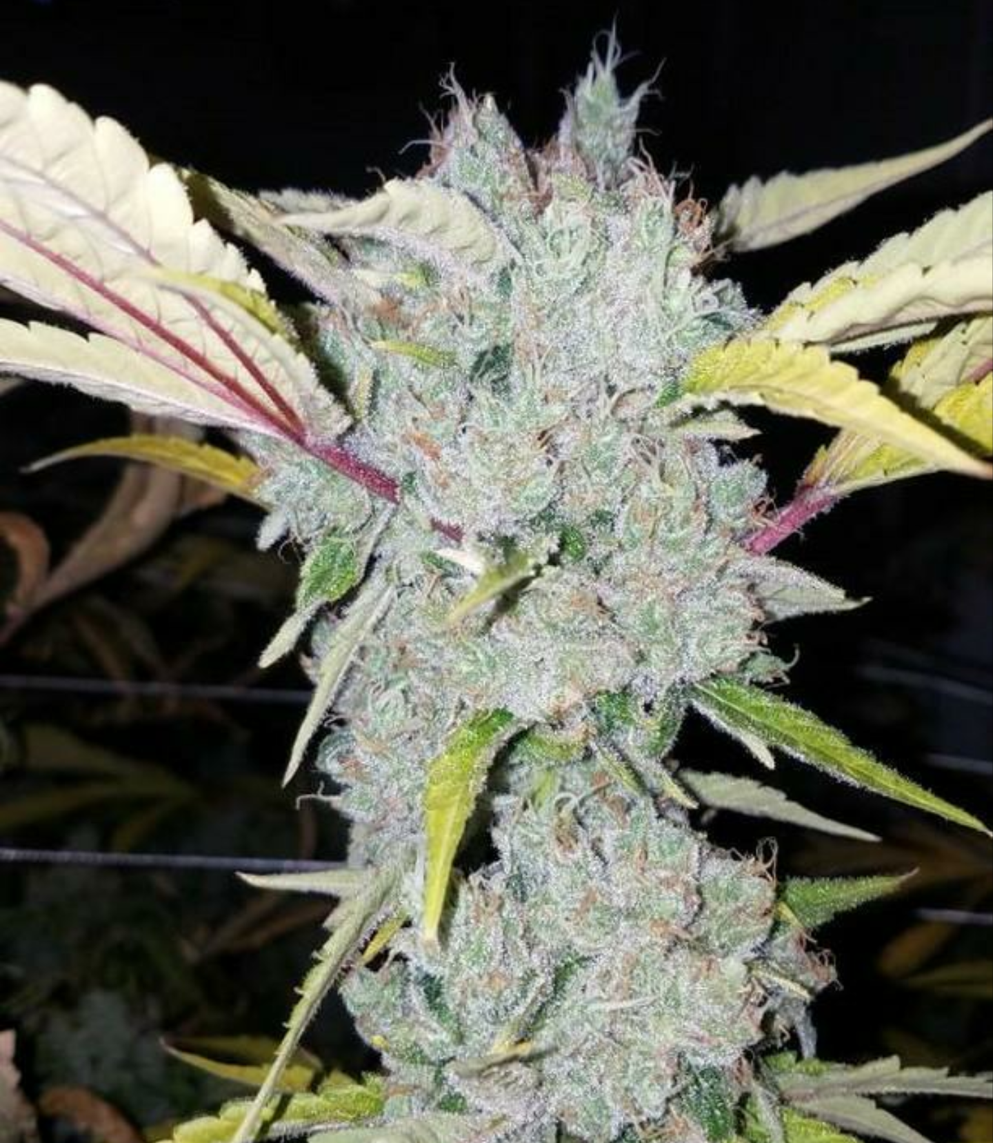 Sour Cyclone (CBD) | Annunaki Genetics cannabis strain by Annunaki Genetics