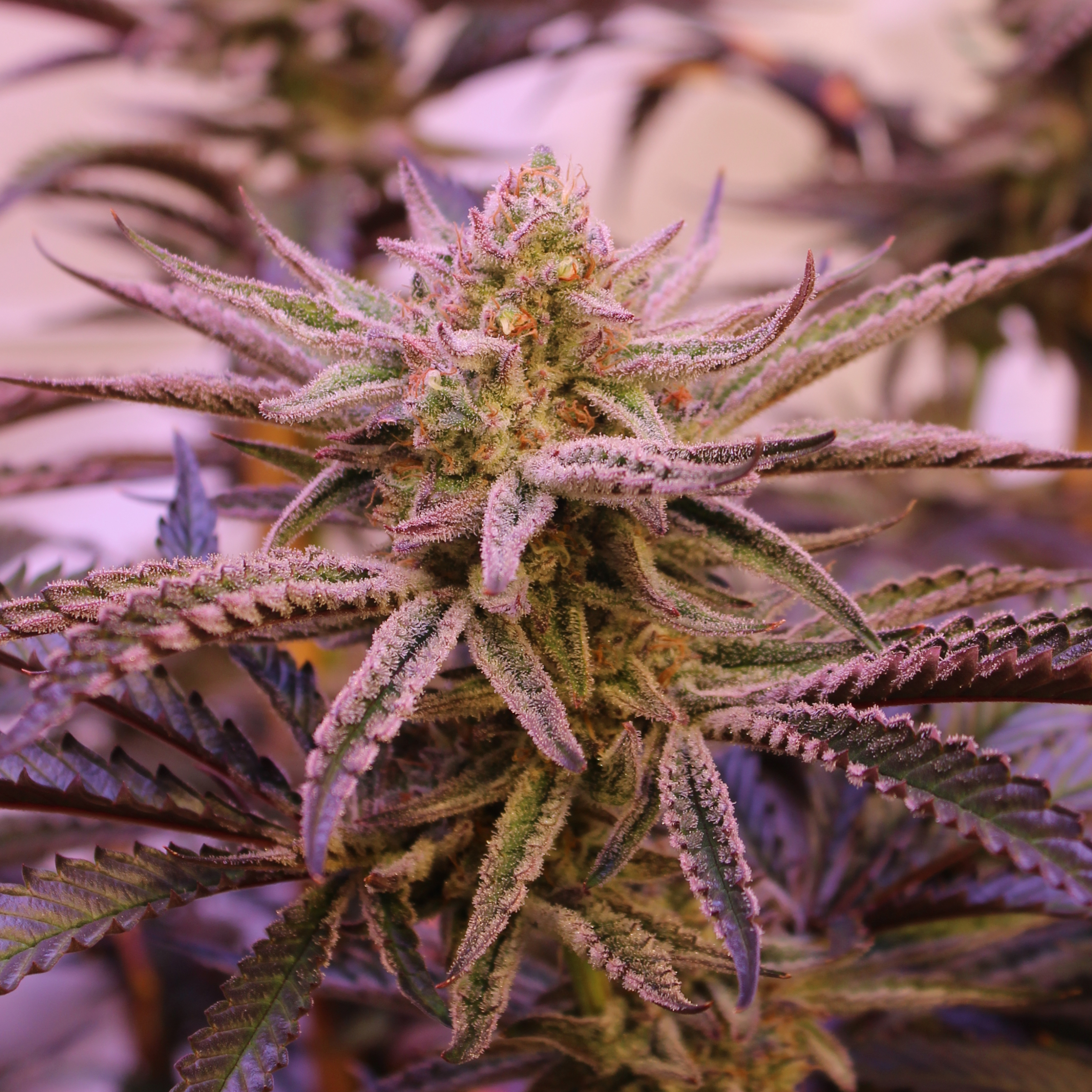 Spirit in the Sky unrooted cuttings cannabis strain by Annunaki Genetics
