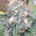 blue dream bx mmj seeds