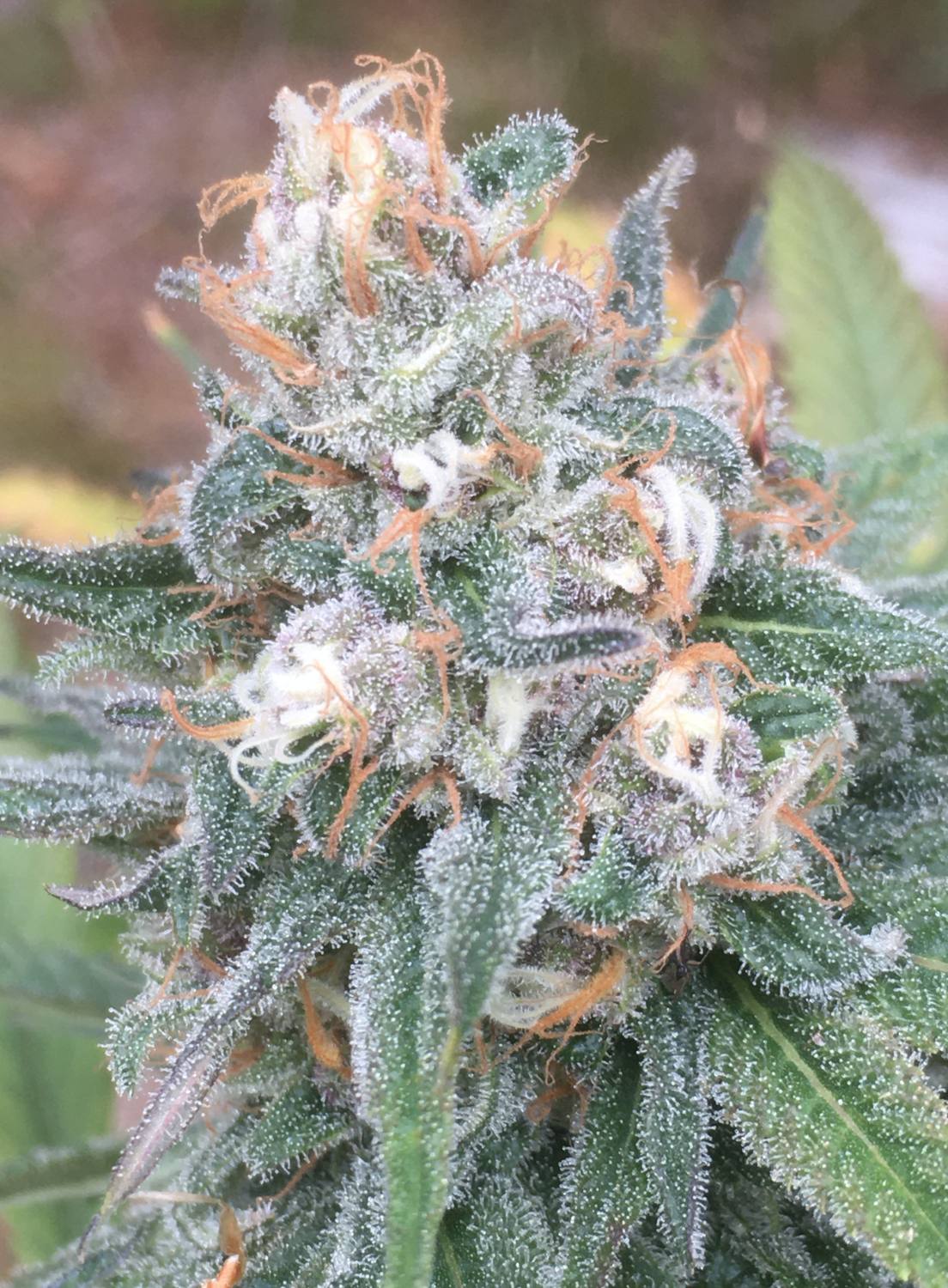 Blue Dream Bx | Annunaki Genetics – Annunaki Genetics