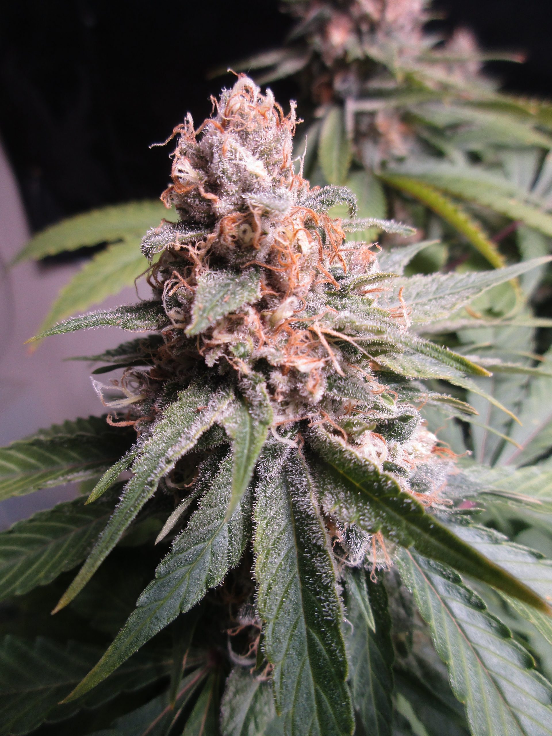 Floriferous Magnificus (fems) | Annunaki Genetics cannabis strain by Annunaki Genetics