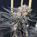 Halo cannabis seeds