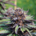 mmj seeds scentimental
