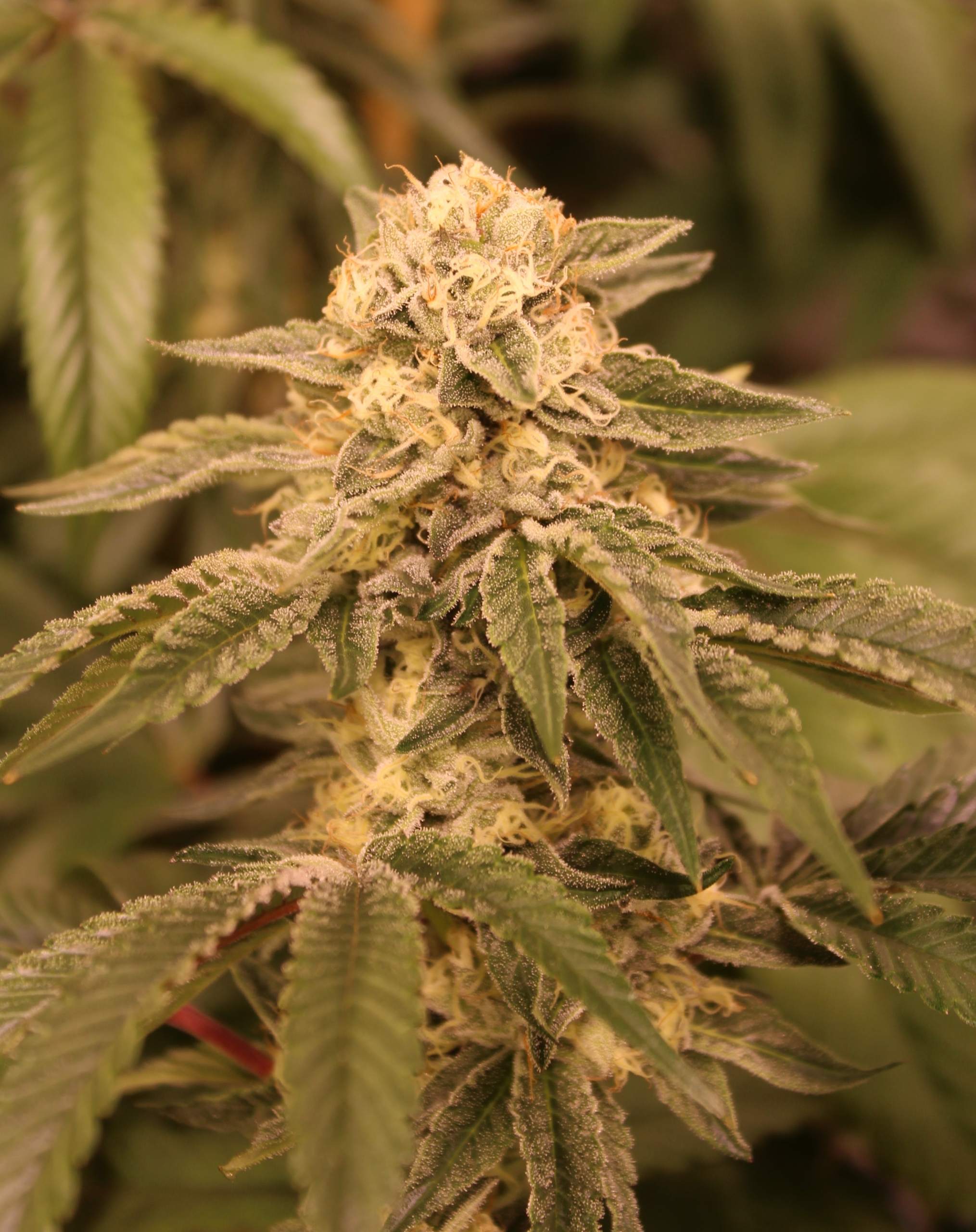 Showstopper (fems) | Annunaki Genetics by Annunaki Genetics