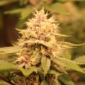 liter o' cola cannabis strains from annunaki genetics