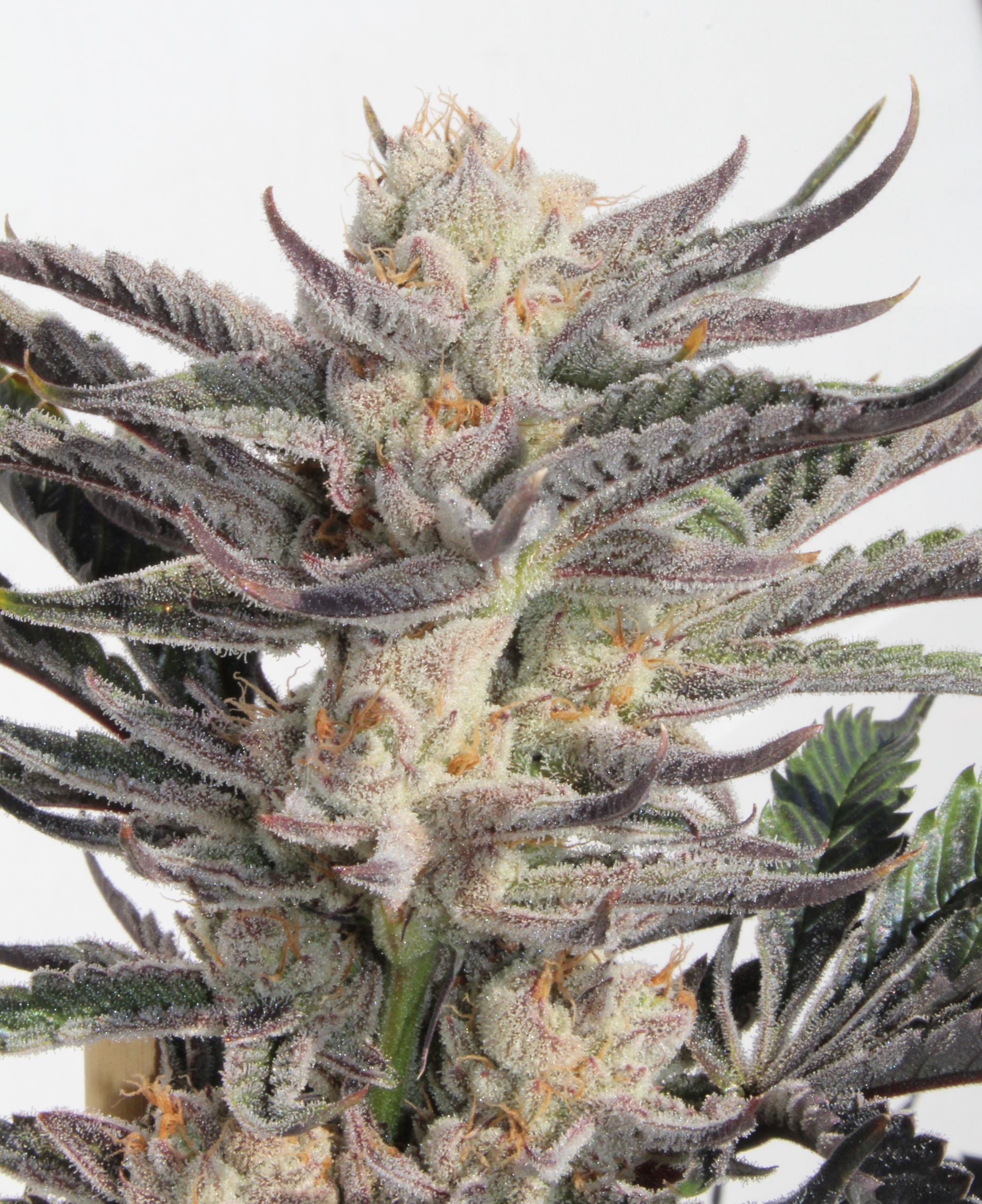 Good Heavens (fems) | Annunaki Genetics cannabis strain by Annunaki Genetics