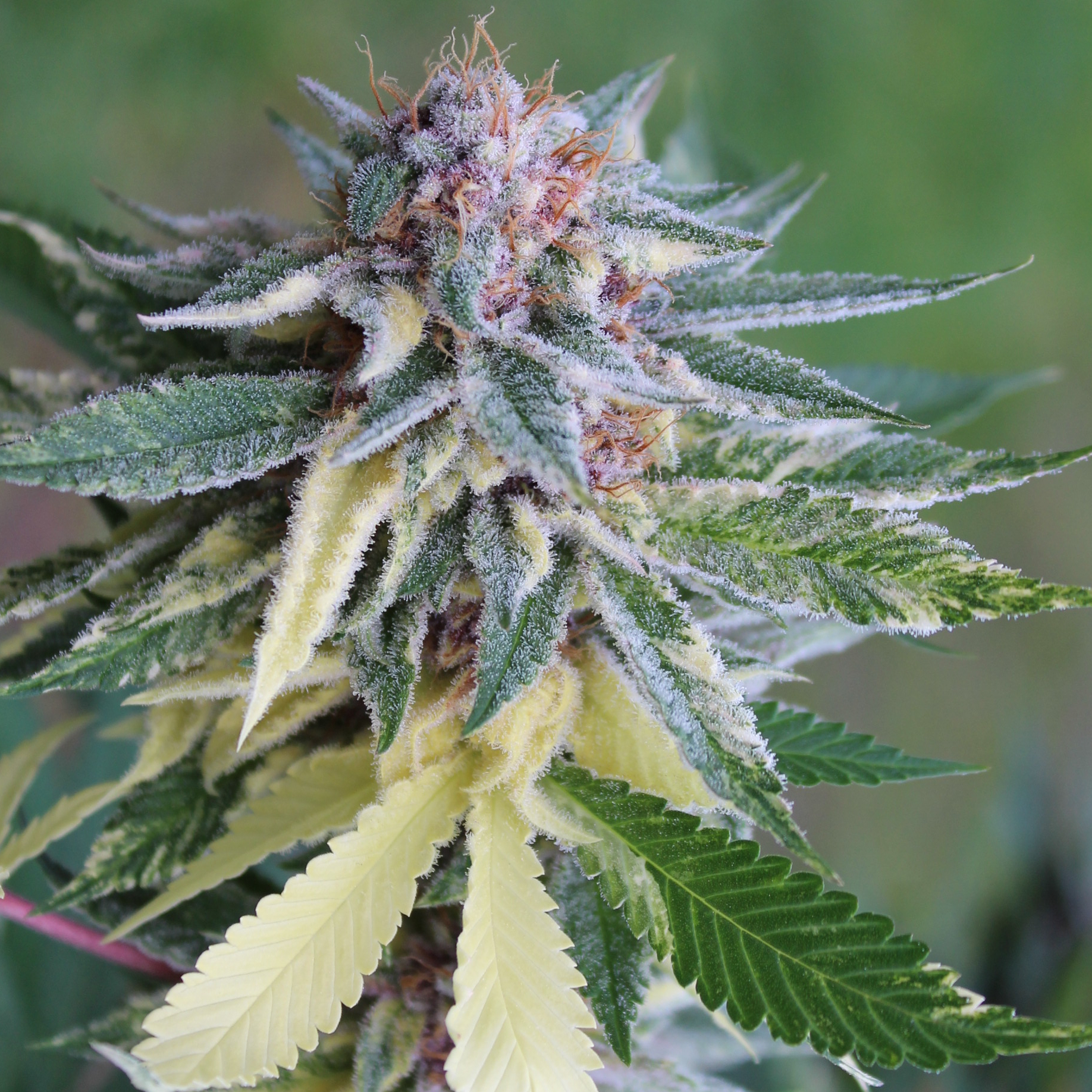 Variegated Pink LemonAid #2 unrooted cuttings cannabis strain by Annunaki Genetics