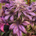 purple pineapple express s1 mmj seeds