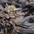 dream come true bred by annunaki genetics