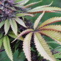 leaf fade sweet & sultry seeds