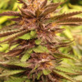 buy deep impact seeds