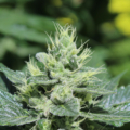 Duckleaf cannabis seeds- Double Duck