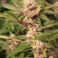 Forbidden Soda marijuana seeds