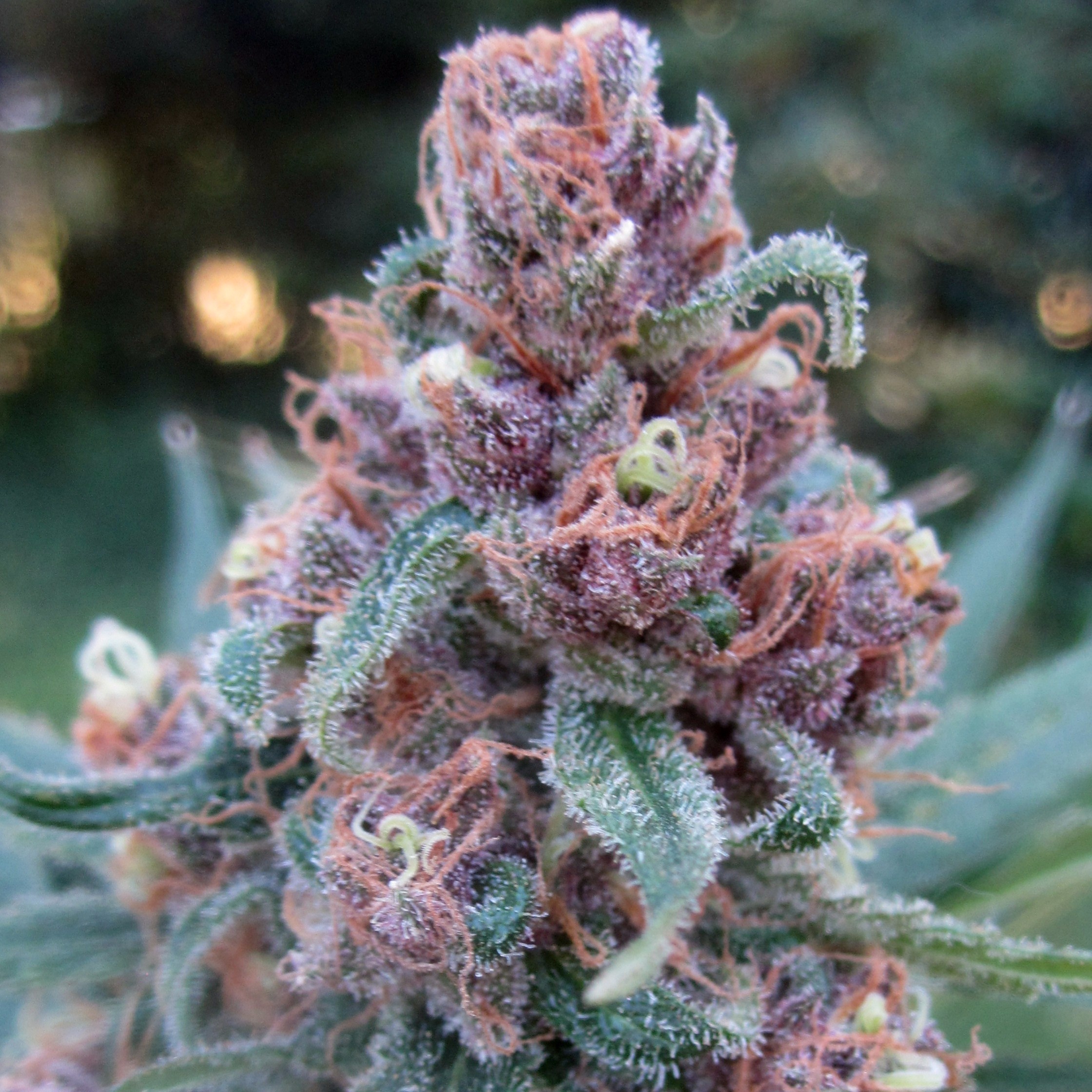 Black Cherry Soda unrooted cuttings cannabis strain by Annunaki Genetics