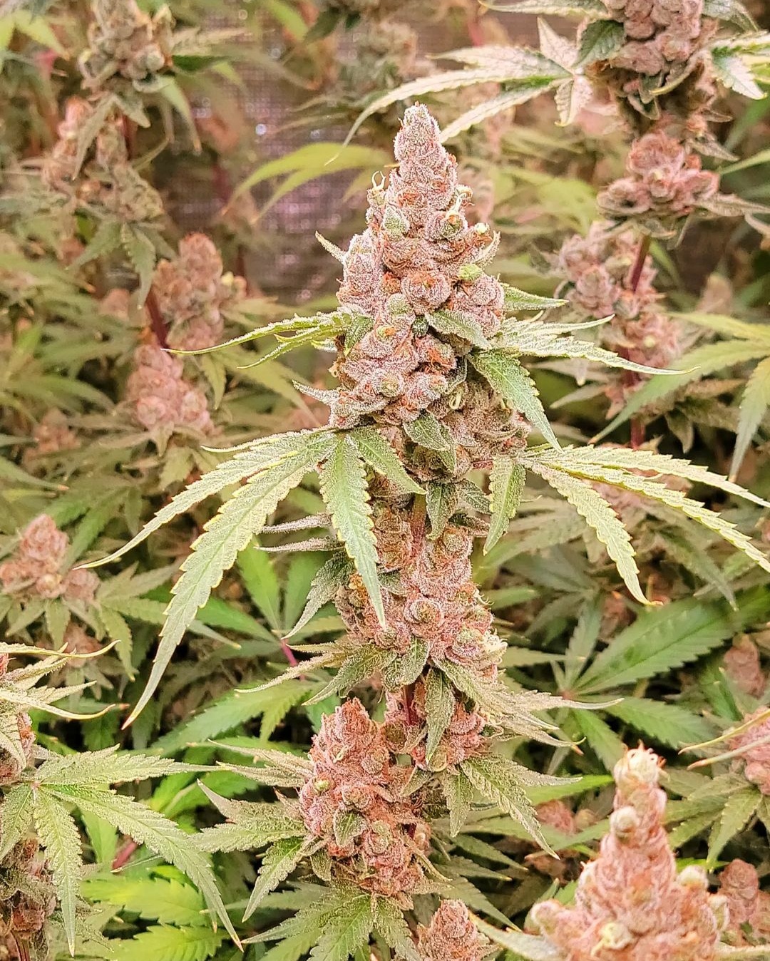 Lush as Fuck (fems) | Annunaki Genetics cannabis strain by Annunaki Genetics