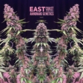 east coast sour soda marijuana seeds