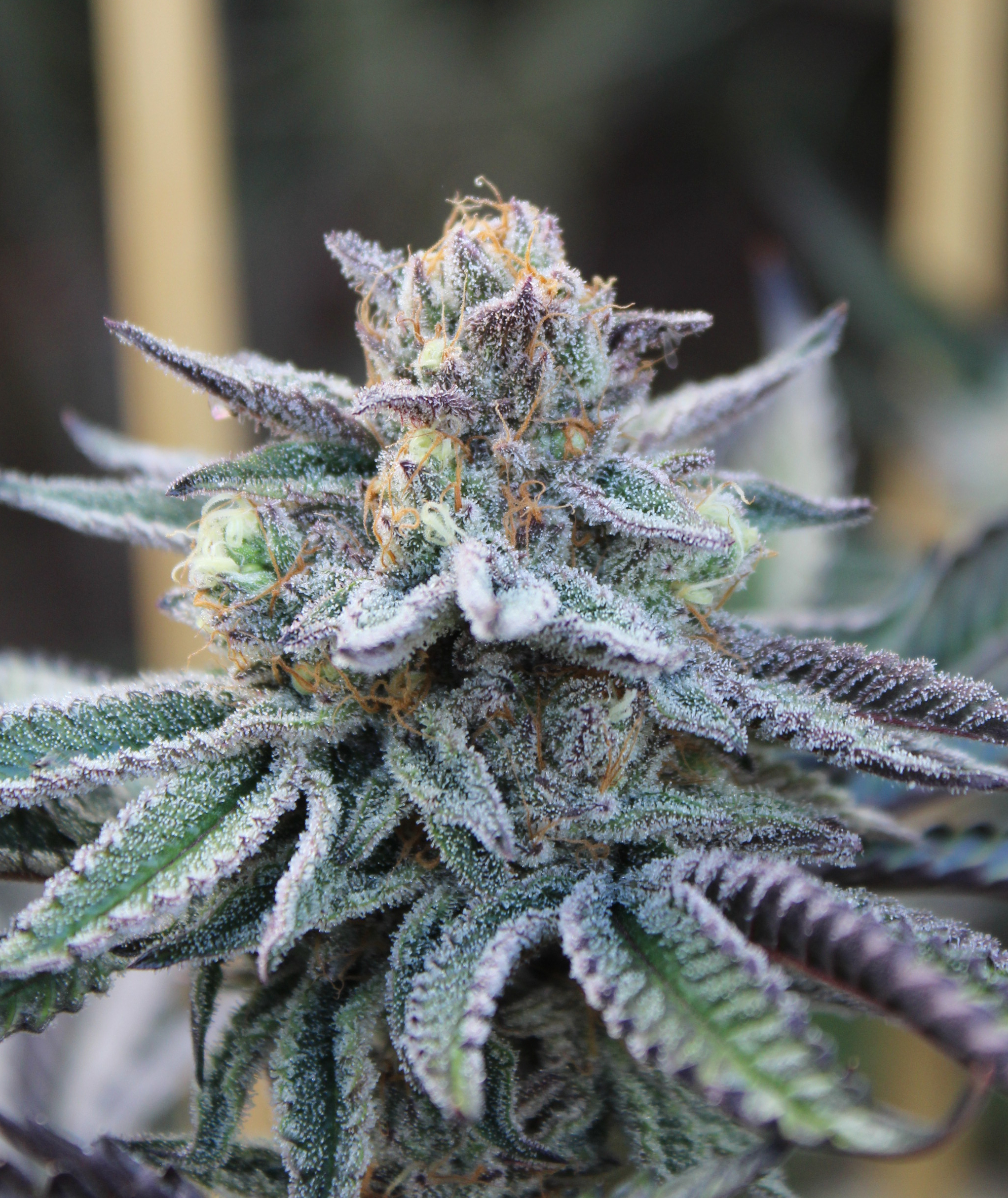 Paradisiac clone cannabis strain by Annunaki Genetics