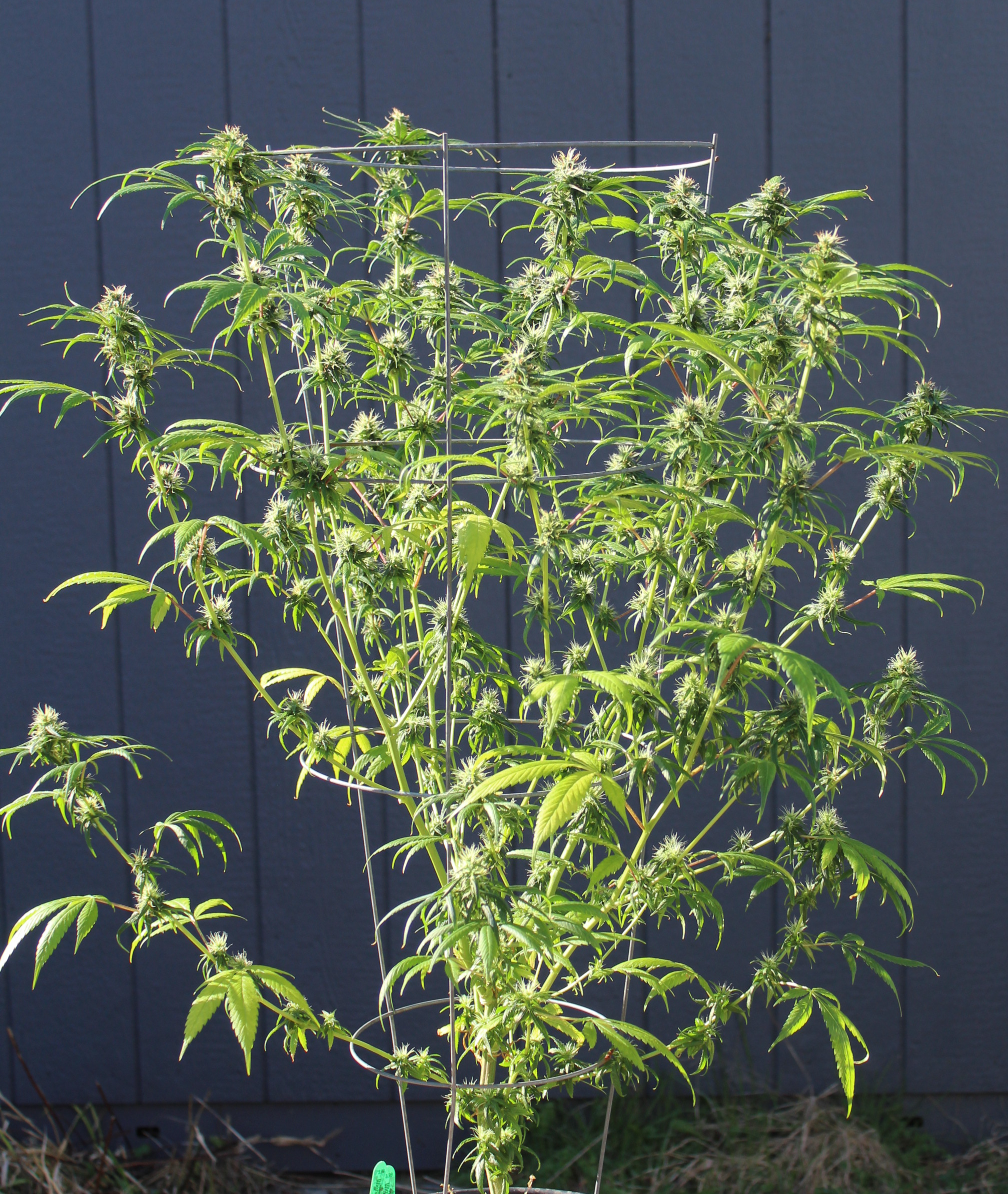 Pelo Rojo Especial rooted clone cannabis strain by Annunaki Genetics