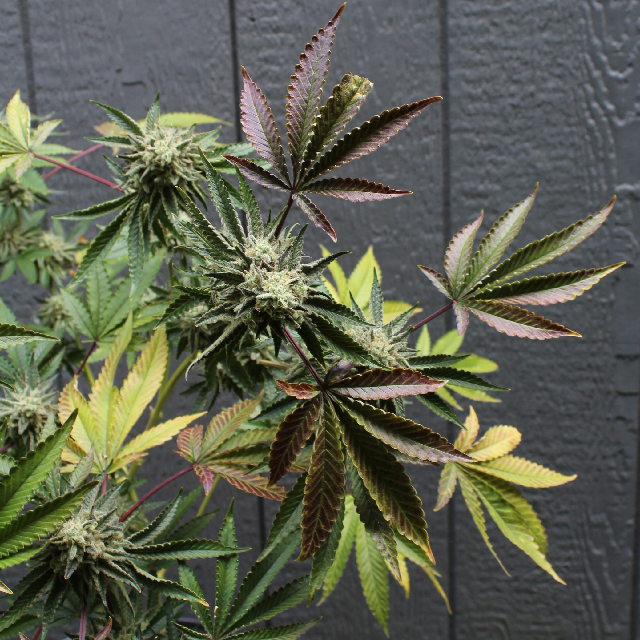 Rainbow Paradise unrooted cuttings | Annunaki Genetics cannabis strain by Annunaki Genetics