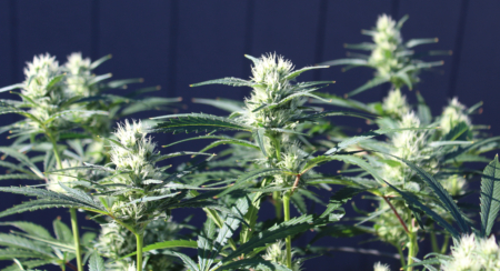 Blue Dream Preservation marijuana seeds