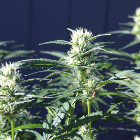 Blue Dream Preservation marijuana seeds