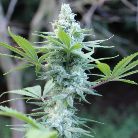 Cherry Berry Bubblegum Cheesecake cannabis strain