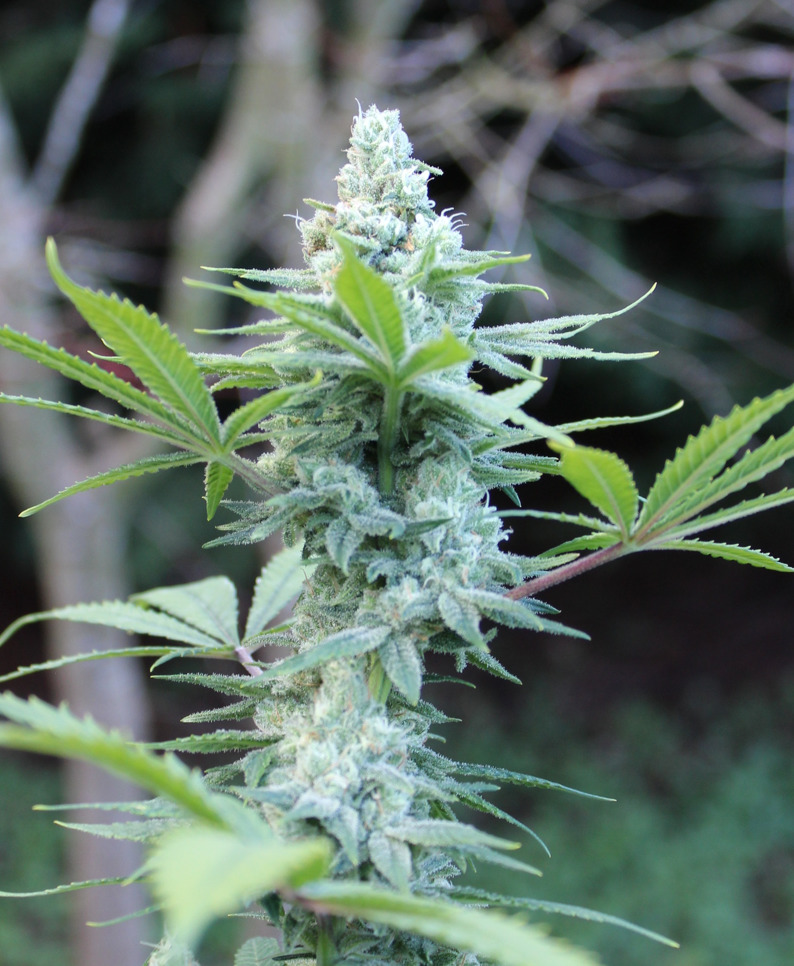 Cherry Berry Bubblegum Cheesecake (CBD) | Annunaki Genetics cannabis strain by Annunaki Genetics