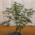 Lemon Cheesecake Bx cannabis plant