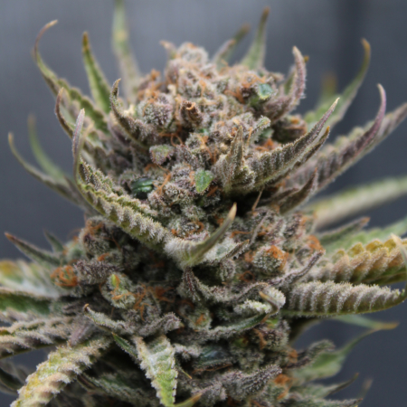 Lemon Cheesecake Bx marijuana seeds