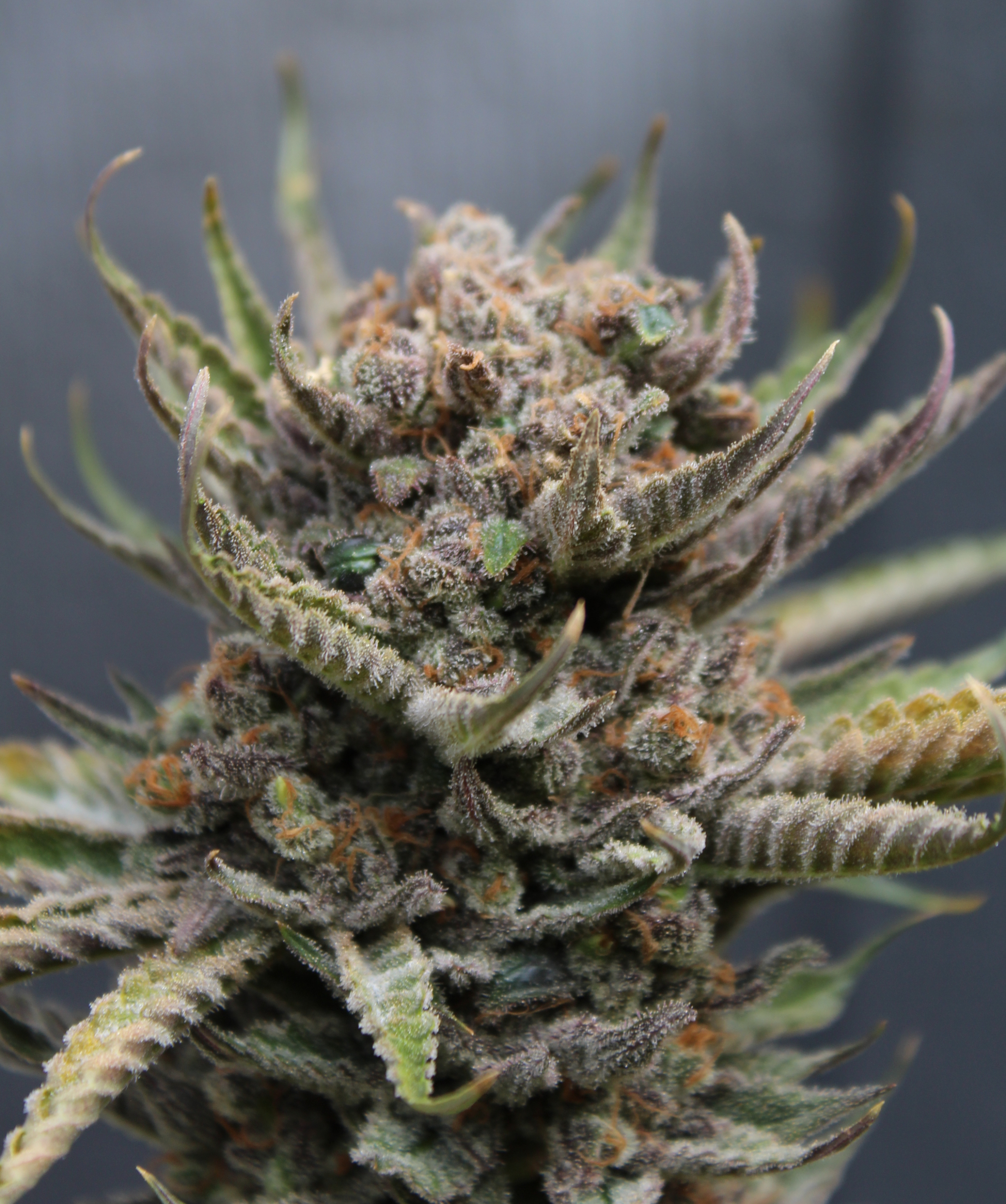 Lemon Cheesecake Bx | Annunaki Genetics cannabis strain by Annunaki Genetics