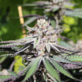 Purity cannabis strain