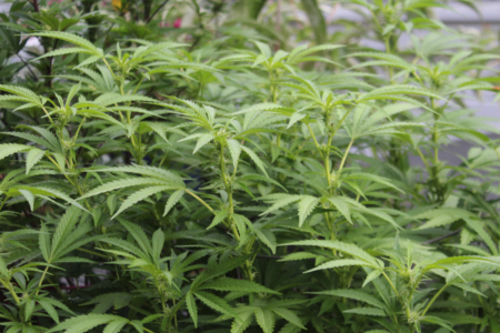 1980's Pacific Northwest Blueberry cannabis variety