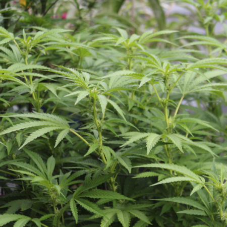 1980's Pacific Northwest Blueberry cannabis variety