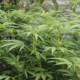 1980's Pacific Northwest Blueberry cannabis variety
